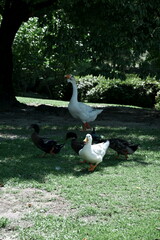 A flock of white geese and domestic ducks walking on green grass in a sunny park © 태연 권
