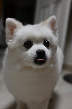 white pomeranian dog