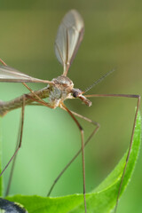 Fototapeta premium Macro shot of European crane fly, Tipula paludosa fly insect, scientifically known as Tipulidae, perched on a green leaf outdoors