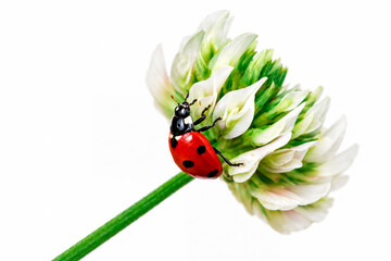 Ladybug on white clover in a macro shot against a bright background © bluejeansw