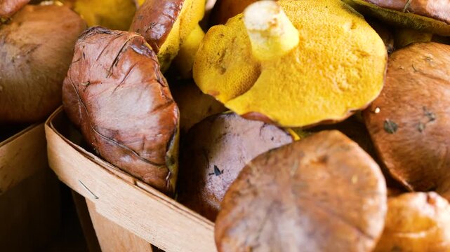 Fresh suillus mushrooms in rustic chipboard baskets rotate slowly on a wooden board to showcase the natural textures of organic buttery boletes for forest food projects.