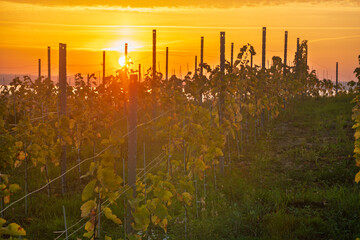Fototapeta premium A small vineyard in the hills of Szczecin, Poland, with the sun rising