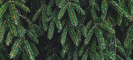Naklejka premium Real dark green spruce branches in a dense needle texture against deep shadows. Lives in a cinematic christmas banner background, a cinematic environment and holiday xmas header design.