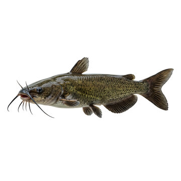 Gray catfish swimming with natural greenish patterns isolated on white background