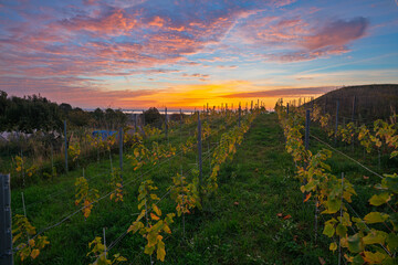 Fototapeta premium A small vineyard in the hills of Szczecin, Poland, with the sun rising