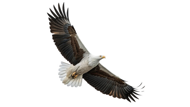 Large beautiful wild eagle bird soaring flying high wings spread predatory isolated on transparent background