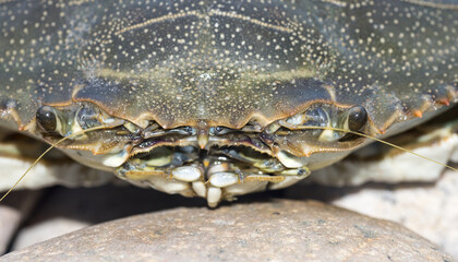 Granchio blu, Callinectes sapidus © Fabio Presutti