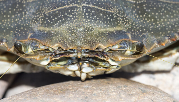 Granchio blu, Callinectes sapidus