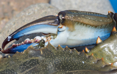 Granchio blu, Callinectes sapidus © Fabio Presutti