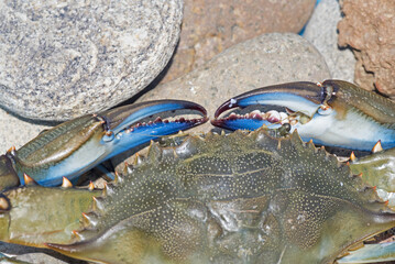 Granchio blu, Callinectes sapidus © Fabio Presutti