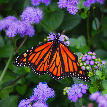 Monarch butterfly with wings open on purple flossflowers