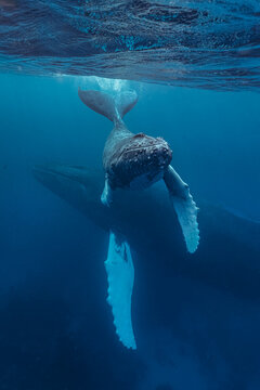 Humpback whale calf and mother swimming in blue ocean