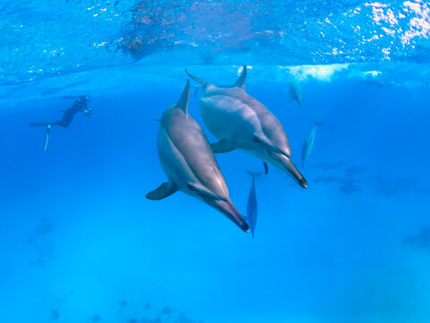 Pod of dolphins swimming with a freediver underwater