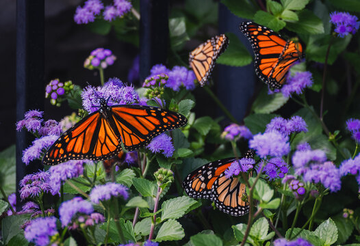 Monarch butterflies feeding on purple bluemist flowers