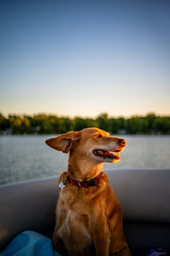 Happy brown dog enjoying a boat ride at sunset