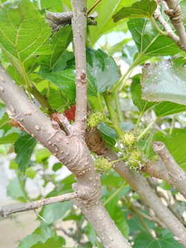 Unripe green mulberry fruits growing on a woody branch