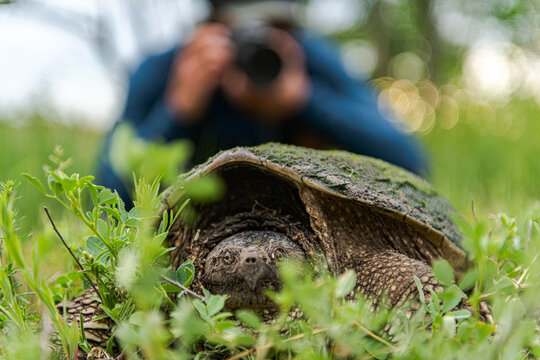 Photographer takes a close up picture of a snapping turtle