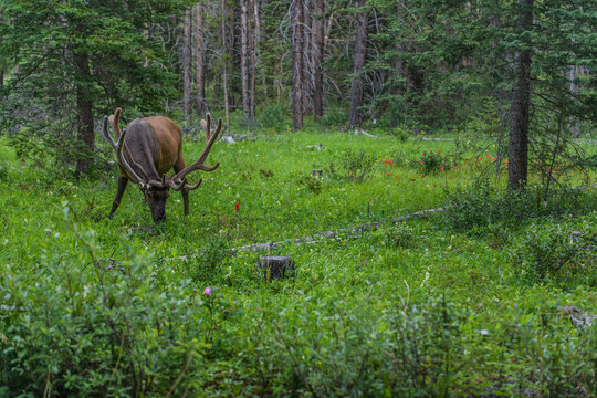 A large bull elk with velvet antlers grazes in a green meadow