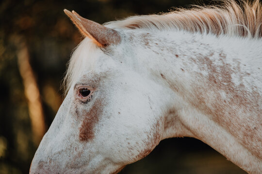 A beautiful spotted white horse in profile