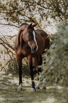 Elegant brown horse with white blaze in sunlit grove