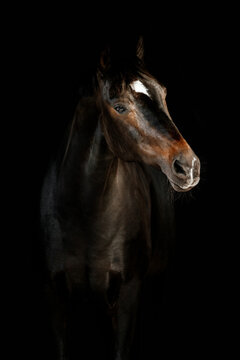 Dramatic studio portrait of a beautiful brown horse