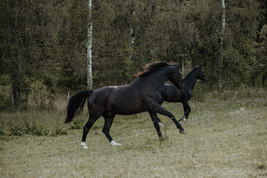 Two beautiful black horses running together in a field