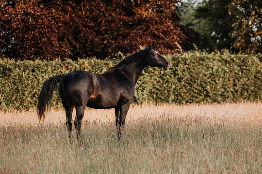 Elegant black horse standing in a grassy meadow at sunset