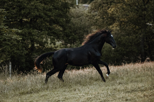 Majestic black horse running free in a grassy field