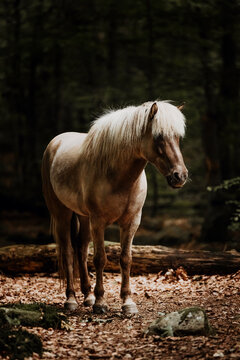 Majestic brown horse with a blonde mane in the forest