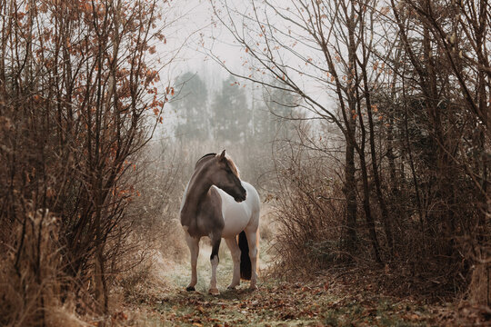 Beautiful horse standing on a misty forest path