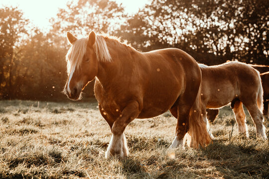 Majestic brown draft horse walking in a sunlit meadow at sunset