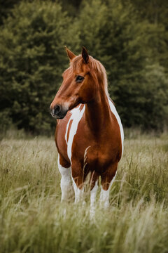 A beautiful pinto horse stands in tall grass