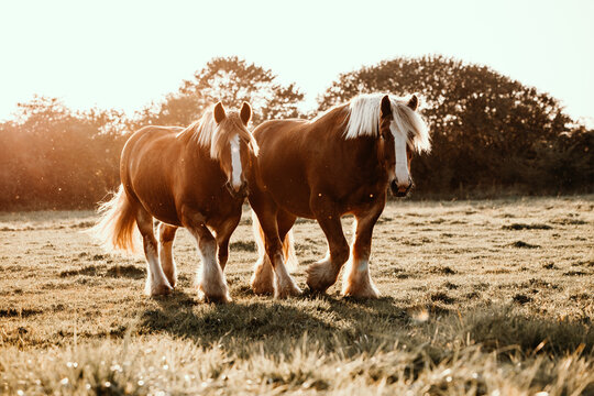 Two beautiful draft horses walking in a sunny field