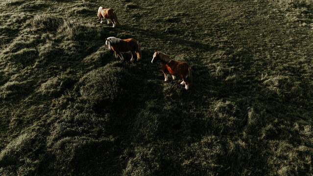 Aerial view of three horses standing on a grassy hillside