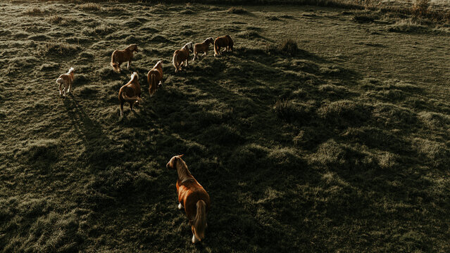 Herd of horses walking through a grassy field at golden hour