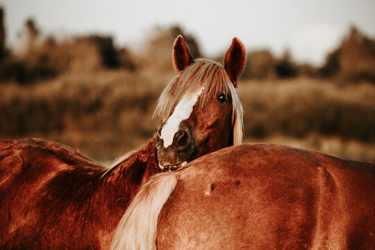 Playful chestnut horse peeking over the back of another horse