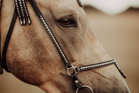 Close up profile of a horse wearing western tack