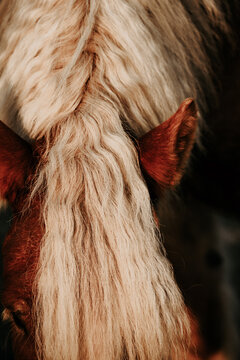 A beautiful close up of a horse's blonde mane