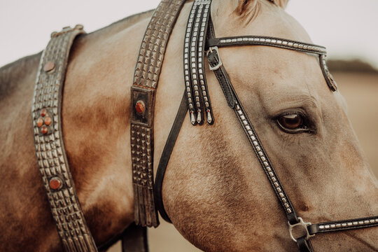 Close up of a beautiful horse wearing decorative tack