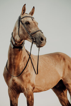 Elegant palomino horse in a decorative bridle