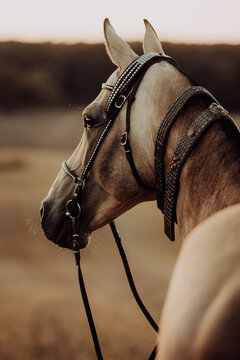 Elegant horse with ornate western tack at sunset