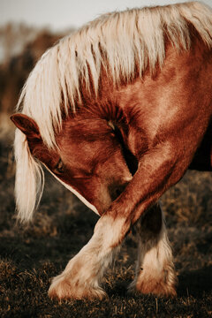 Chestnut horse with blonde mane scratching its face