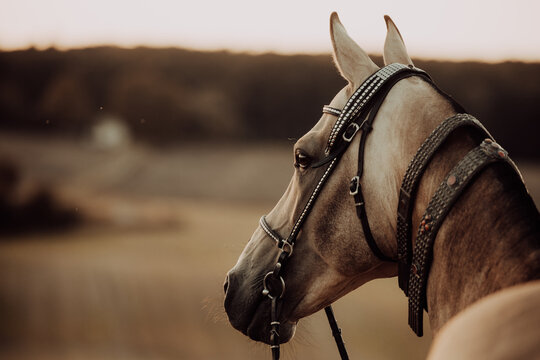 Beautiful horse wearing ornate tack at sunset