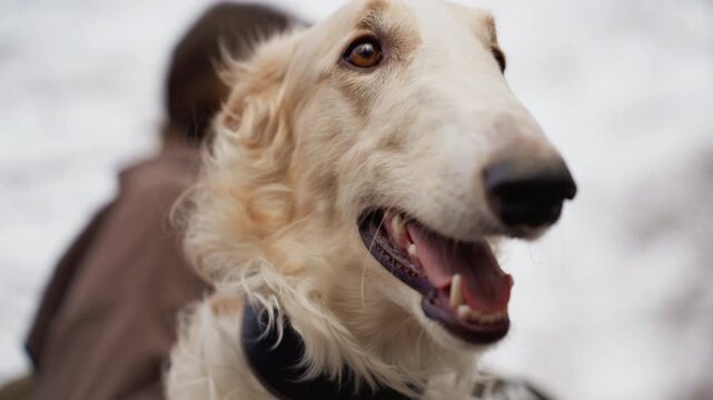 Close up of happy dog with light colored fur and expressive eyes mouth open in joy. background is softly blurred suggesting outdoor setting with another person partially visible