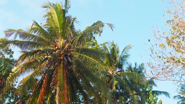 Green coconut palm tree with fruits against a clear blue sky background. Ideal element for tropical, summer, and travel projects.

