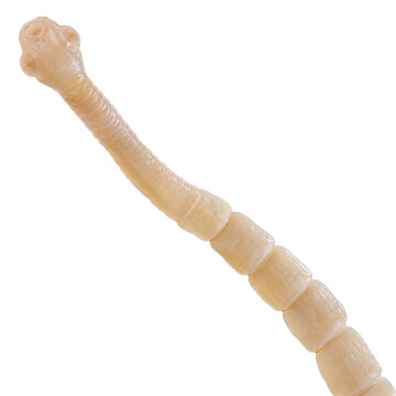 Taenia solium tapeworm parasite isolated on transparent background PNG cutout