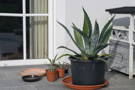 Agaven in T&ouml;pfen auf der Terrasse