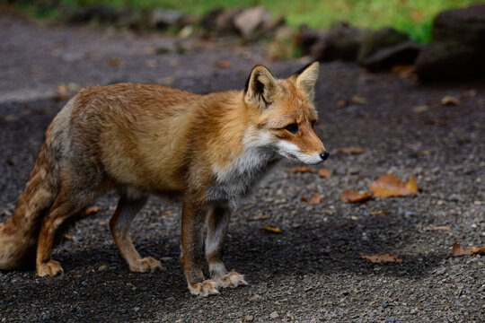 Wild red fox Vulpes vulpes standing on ground with autumn leaf in Primorsky Krai Russian Far East outdoor wildlife full length