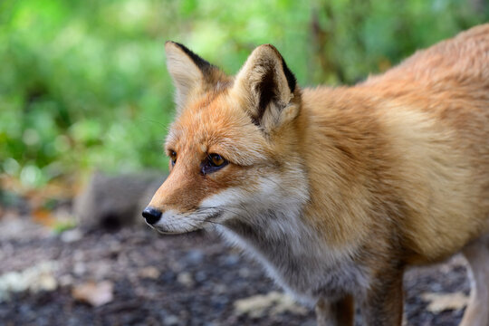Wild red fox Vulpes vulpes close up portrait in autumn environment of Primorsky Krai Russian Far East outdoor wildlife photo