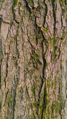 Obraz premium Vertical macro photography of natural tree bark with deep rough cracks and green lichen patches